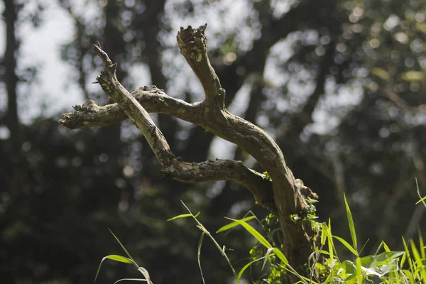 背景がぼやけた枯れ木の枝 — ストック写真