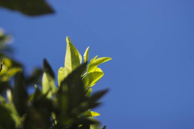 Siyah kumsalda yürüyen ve dalgalardan kaçan yalnız bir adamın arka görüntüsü. Yalnız ve depresif konsept