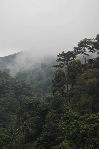 Nevoeiro Matutino Densa Floresta Tropical Indonésia Sukabumi Indonésia — Fotografia de Stock