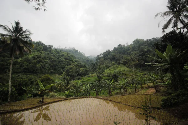 Endonezya Nın Yoğun Tropikal Yağmur Ormanlarında Sabah Sisi Sukabumi Endonezya — Stok fotoğraf