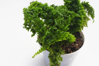 Eğreltiotu beyaz arka planda izole edilmiş. Tropik bitkiler görüntü depoluyor.