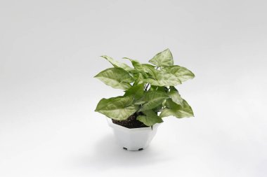 Beyaz zemin üzerinde izole edilmiş Yeşil kaladyum bicolor (Syngonium podophyllum) yakın plan görüntüsü.