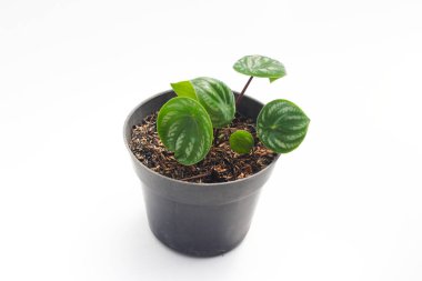 Karpuz peperomisi (Peperomia argyreia), gözyaşı biçimli yeşil yapraklar ve beyaz arka planda izole edilmiş gümüş çizgilerle. Tropik ev bitkisi resimleri.
