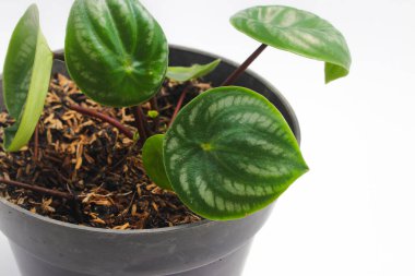 Karpuz peperomisi (Peperomia argyreia), gözyaşı biçimli yeşil yapraklar ve beyaz arka planda izole edilmiş gümüş çizgilerle. Tropik ev bitkisi resimleri.