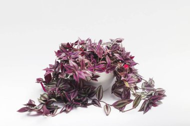 Silver Inch Plant (Tradescantia zebrina) olarak da bilinir) Beyaz arka planda izole edilmiş, gezgin Yahudi bitkisi olarak da bilinir. Süslü Ev Bitkisi Stoku resimleri.