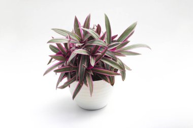 Beşikteki Musa (Tradescantia spathacea) koyu yeşil, mızrak şeklinde yapraklar ve beyaz arka planda izole edilmiş morumsu kırmızı alt kısımları ile. Güzel ev bitkisi resimleri.