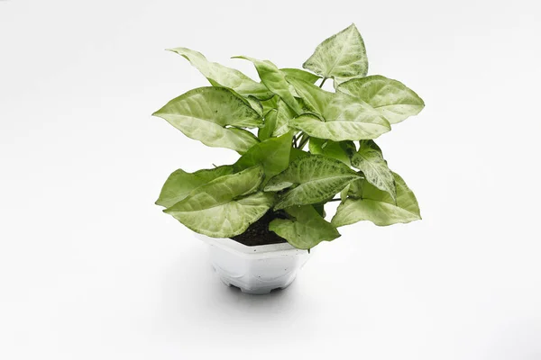 Beyaz zemin üzerinde izole edilmiş Yeşil kaladyum bicolor (Syngonium podophyllum) yakın plan görüntüsü.