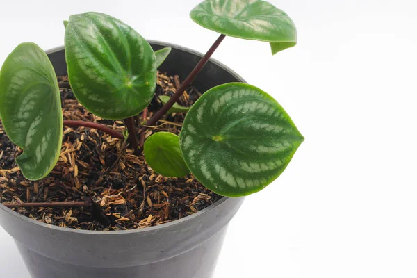 Karpuz peperomisi (Peperomia argyreia), gözyaşı biçimli yeşil yapraklar ve beyaz arka planda izole edilmiş gümüş çizgilerle. Tropik ev bitkisi resimleri.