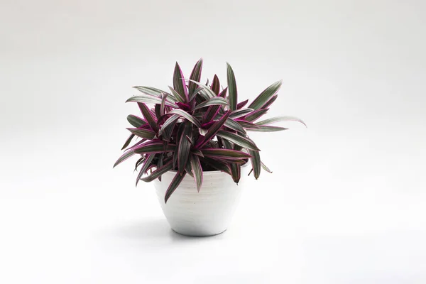 Beşikteki Musa (Tradescantia spathacea) koyu yeşil, mızrak şeklinde yapraklar ve beyaz arka planda izole edilmiş morumsu kırmızı alt kısımları ile. Güzel ev bitkisi resimleri.