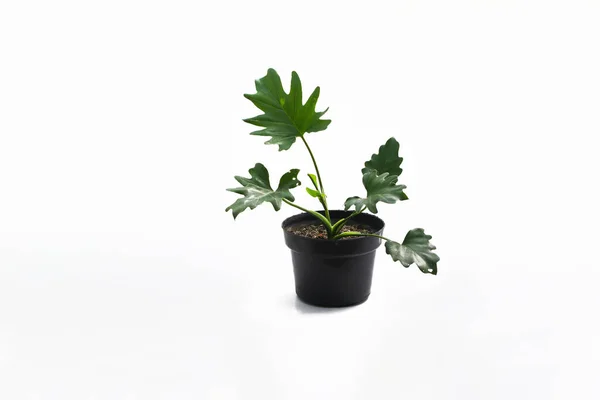 Philodendron Selloum Μαύρο Δοχείο Που Απομονώνεται Λευκό Φόντο Γκρο Πλαν — Φωτογραφία Αρχείου