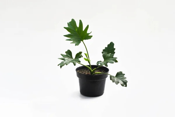 Philodendron Selloum Sobre Maceta Negra Aislada Sobre Fondo Blanco Vista —  Fotos de Stock