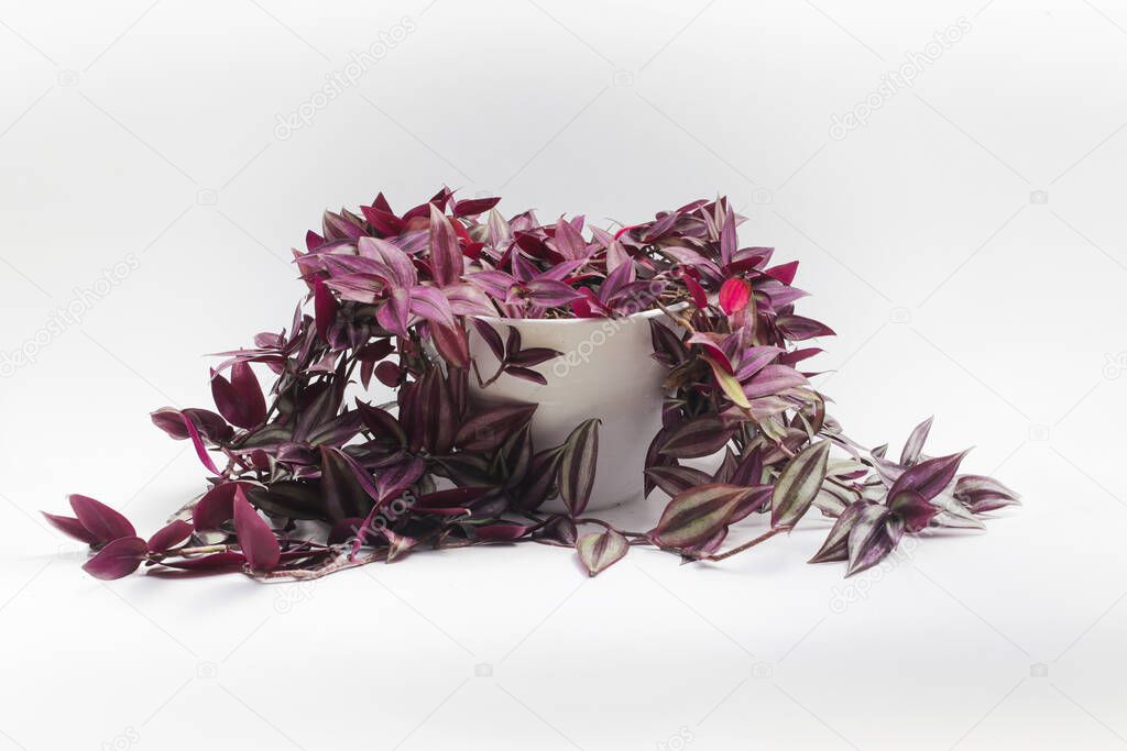 Silver Inch Plant (Tradescantia zebrina) also known as Wandering Jew plant on white pot isolated on white background. Ornamental Houseplant Stock images.