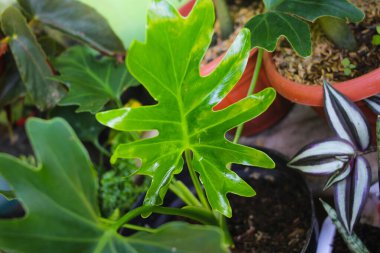 Arka bahçedeki Philodendron Selloum fabrikasının yakın görüntüsü. Tropik ev bitkisi görüntüleri. ev dekorasyonu için çiçek.