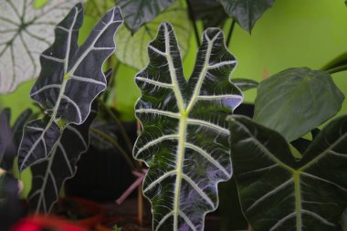 Arka bahçedeki Alocasia Amazonica 'nın yakın görüntüsü. Ev dekorasyonu için ev bitkisi.