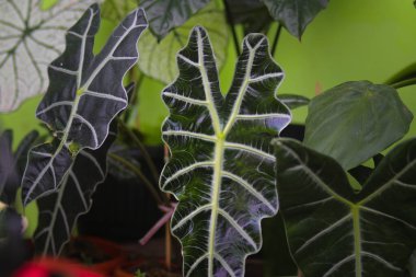 Close-up view of Alocasia Amazonica in the backyard. Houseplant for home decor stock images. clipart
