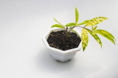 Beyaz arka planda izole edilmiş beyaz tencerede ev dekorasyonu için güzel çeşitlendirilmiş ev bitkisi