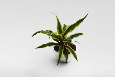 Beyaz arka planda izole edilmiş beyaz tenceredeki güzel drakena bitkisi. Ev dekorasyonu için çeşitli ev bitkileri.
