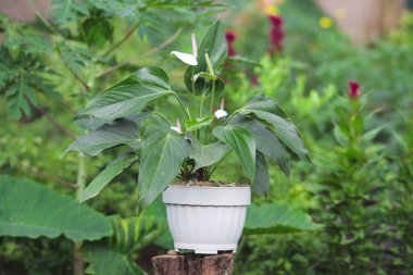 Uzun süreli aşk ve dostluğun sembolü olarak beyaz kalp şeklinde yapraklar ve koyu yeşil yapraklar içeren Anthurium. Ev dekorasyonu için beyaz flamingo ev bitkisi.