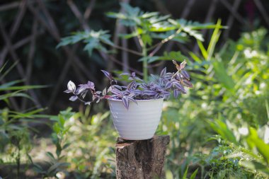 Tradescantia zebrina: Tradescantia yazın arka bahçede bir tencerede yetişir. Gümüş İnç Fabrikası, Gezgin Yahudi bitkisi, Ev dekorasyonu için Süslü Ev Bitkisi.