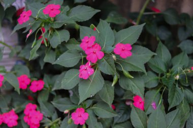Bahçede çiçek açan pembe Impatiens Walleriana çiçeği (Impatiens sultanii). Meşgul Lizzie (Britanya Adaları), balsam, sultana veya kısaca sabırsız olarak da bilinir. Pembe kır çiçeği desenli resimler.