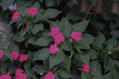 Bahçede çiçek açan pembe Impatiens Walleriana çiçeği (Impatiens sultanii). Meşgul Lizzie (Britanya Adaları), balsam, sultana veya kısaca sabırsız olarak da bilinir. Pembe kır çiçeği desenli resimler.