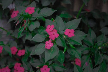 Bahçede çiçek açan pembe Impatiens Walleriana çiçeği (Impatiens sultanii). Meşgul Lizzie (Britanya Adaları), balsam, sultana veya kısaca sabırsız olarak da bilinir. Pembe kır çiçeği desenli resimler.