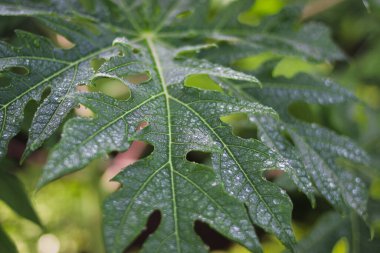 Kırmızı andraeanum ya da arka planı bulanık kırmızı flamingo çiçeklerinin yakın görüntüsü. Ev dekorasyonu için güzel bir bitki..