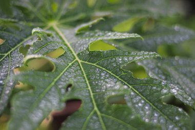 Kırmızı andraeanum ya da arka planı bulanık kırmızı flamingo çiçeklerinin yakın görüntüsü. Ev dekorasyonu için güzel bir bitki..