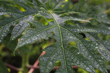 Papaya sabah yağmurdan sonra çiğ damlalarıyla ayrılır. Tropik meyveler, duvar kağıdı için yeşil yapraklar.