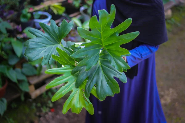 Vista Cerca Planta Philodendron Selloum Mano Patio Trasero Imágenes Stock — Foto de Stock