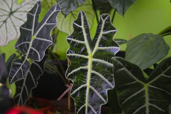 Arka bahçedeki Alocasia Amazonica 'nın yakın görüntüsü. Ev dekorasyonu için ev bitkisi.