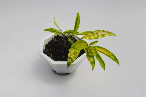 Gyönyörű Variegated Houseplant Otthoni Dekoráció Fehér Pot Elszigetelt Fehér Háttér — Stock Fotó