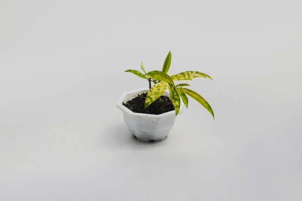 Bonita Planta Sala Variegada Para Decoração Casa Vaso Branco Isolado — Fotografia de Stock