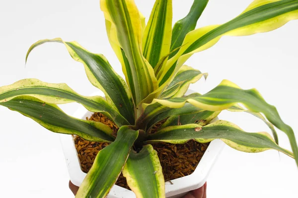 Beyaz arka planda izole edilmiş beyaz tenceredeki güzel drakena bitkisi. Ev dekorasyonu için çeşitli ev bitkileri.