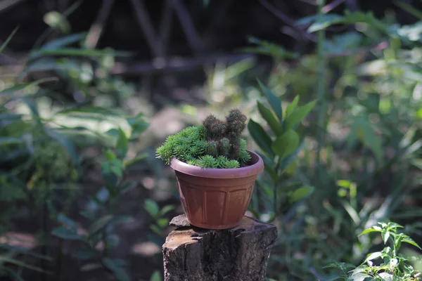 Bellissimo Mini Cactus Con Piccole Spine Rosse Sul Piatto Rosso — Foto Stock