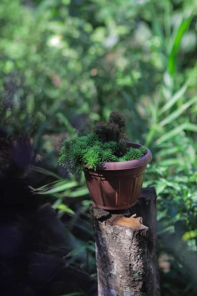 Gyönyörű Mini Kaktusz Kis Piros Tüskékkel Hátsó Udvaron Mini Kaktusz — Stock Fotó