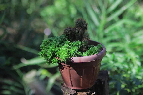 Piękny Mini Kaktus Małymi Czerwonymi Cierniami Czerwonym Garnku Podwórku Mini — Zdjęcie stockowe