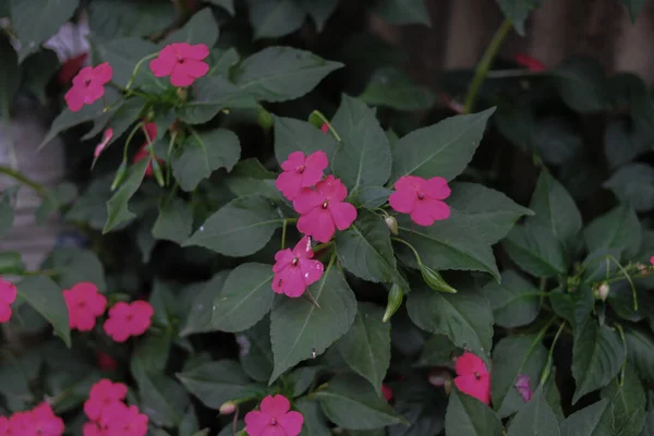 粉红刺花 Impatiens Walleriana Flower Impatiens Sultanii 在后院开花 也被称为繁忙的丽齐 不列颠群岛 或只是不耐烦 — 图库照片