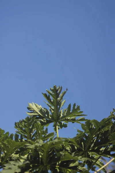Papaya Tiszta Kék Égbolttal Távozik Reggel Trópusi Gyümölcsök Zöld Levelek — Stock Fotó