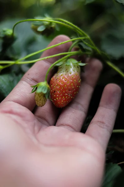 裏庭のポリ袋に手で栽培された自家製イチゴ — ストック写真