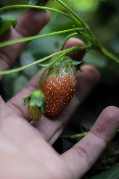 Fresas Cosecha Propia Mano Creciendo Una Bolsa Polietileno Patio Trasero — Foto de Stock