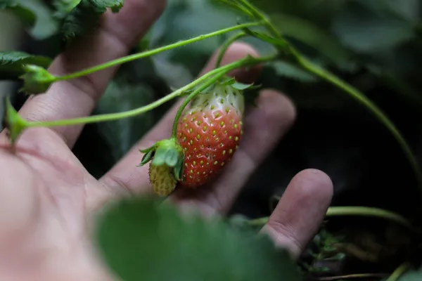 裏庭のポリ袋に手で栽培された自家製イチゴ — ストック写真