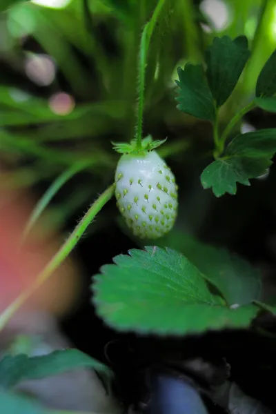 Fragole Bianche Acerbe Con Foglie Verdi Che Crescono Una Poli — Foto Stock