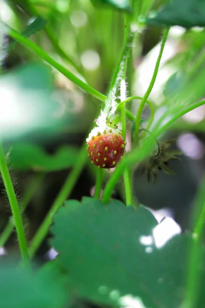 Fraises Cultivées Maison Poussant Sur Sac Polyéthylène Dans Cour Arrière — Photo