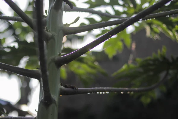 Harmatcseppek Papaya Ágon Eső Után Reggel Trópusi Gyümölcsök Zöld Levelek — Stock Fotó