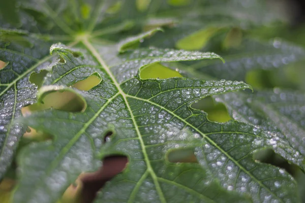 Kırmızı andraeanum ya da arka planı bulanık kırmızı flamingo çiçeklerinin yakın görüntüsü. Ev dekorasyonu için güzel bir bitki..