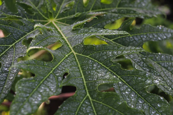 Anthurium Andraeanum 플라밍고의 가정용 아름다운 — 스톡 사진