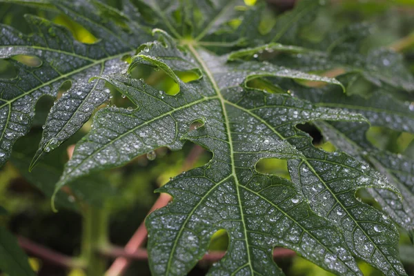 パパヤは午前中に雨が降った後に葉を出します 熱帯果実 緑の葉 壁紙のための背景 — ストック写真