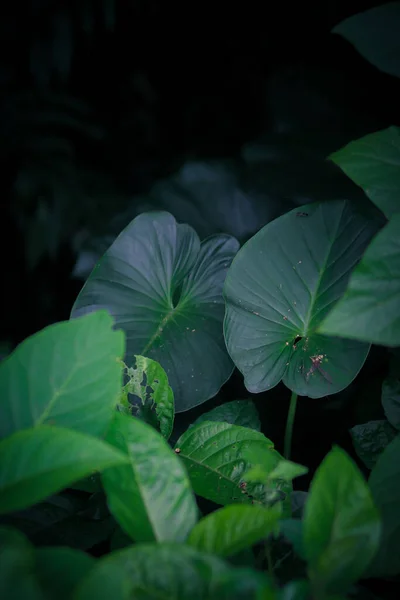아름다운 식물의 — 스톡 사진