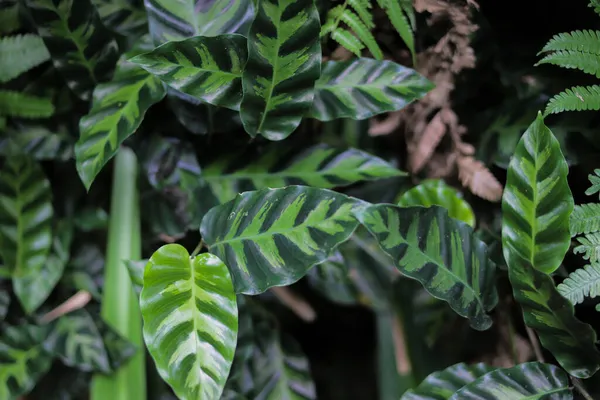 Nahaufnahme Von Wilden Calathea Oder Pfauenblättern Mit Streifen Hinterhof Zimmerpflanze — Stockfoto